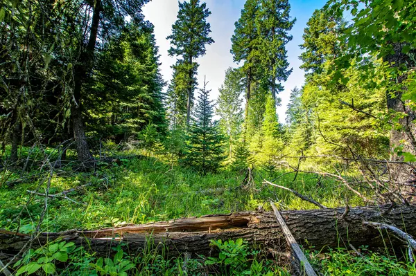 Bigfork, MT 59911,595 Wapiti LN