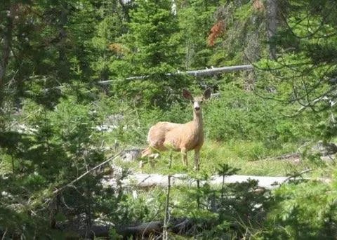 Elliston, MT 59728,7524 Lower Telegraph Creek RD