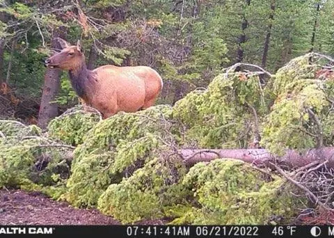 Elliston, MT 59728,7524 Lower Telegraph Creek RD