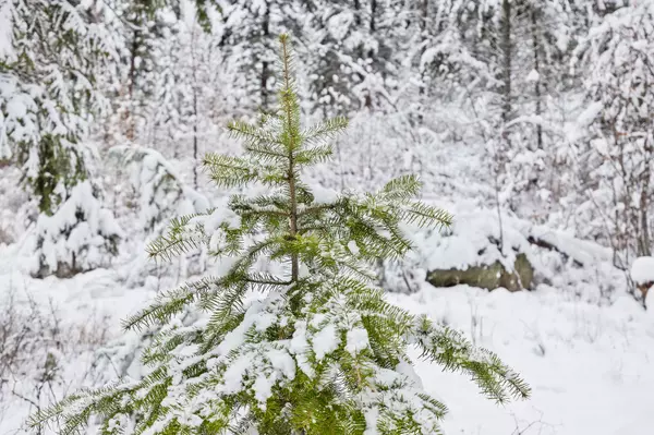 Bigfork, MT 59911,375 Ranch RD