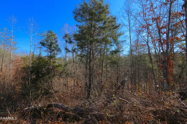 Vonore, TN 37885,449 Bill Moser Rd Tract 3