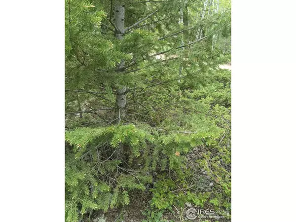 3135 Ridge, Nederland, CO 80466