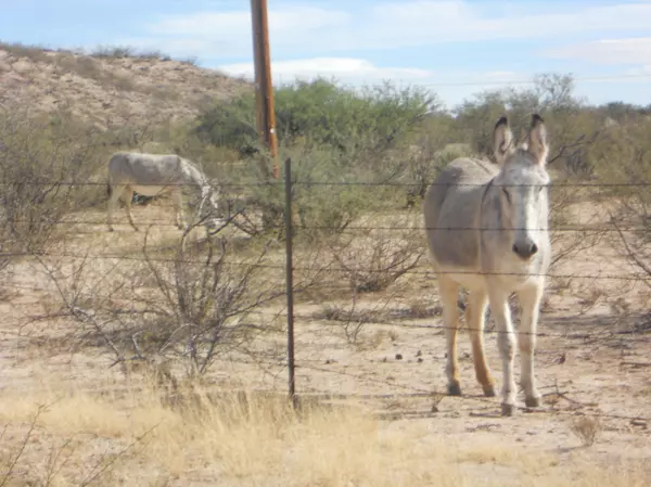 Benson, AZ 85602,1600 E Benson Airport Road #4