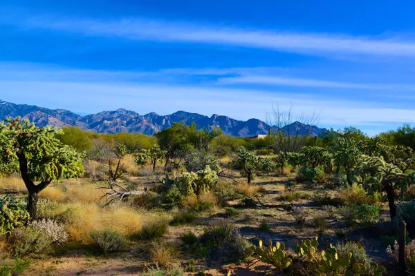 Oro Valley, AZ 85755,14094 N Hohokam Village Place #56