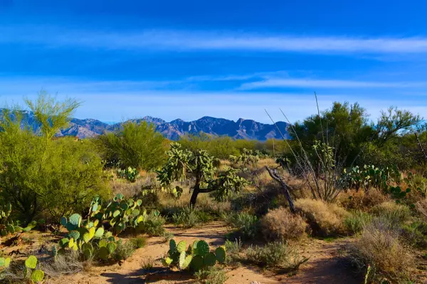 Oro Valley, AZ 85755,14094 N Hohokam Village Place #56