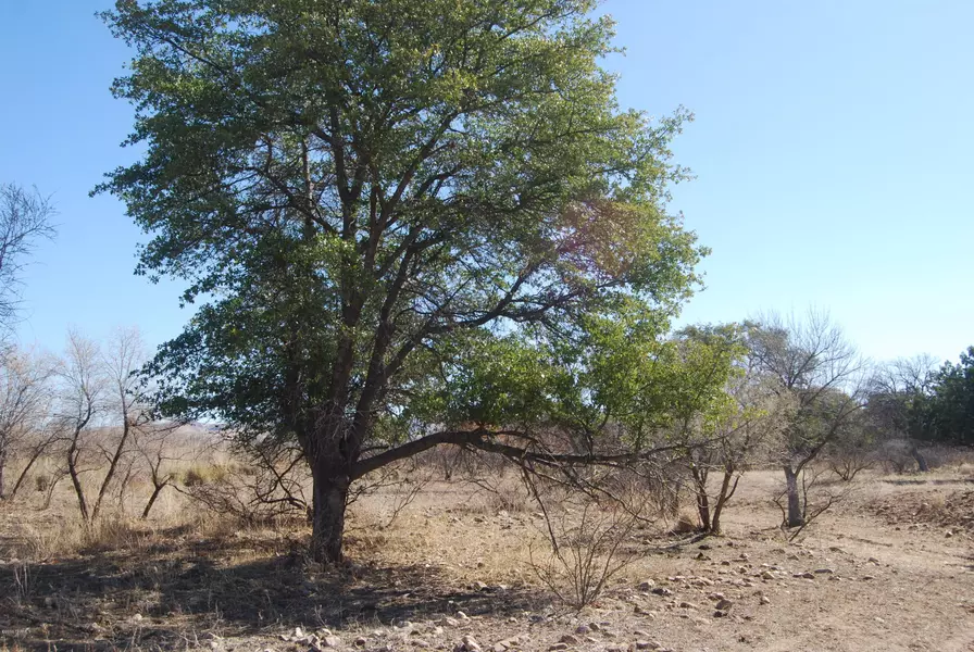 Vacant Land on Turkey Creek, Pearce, AZ 85625