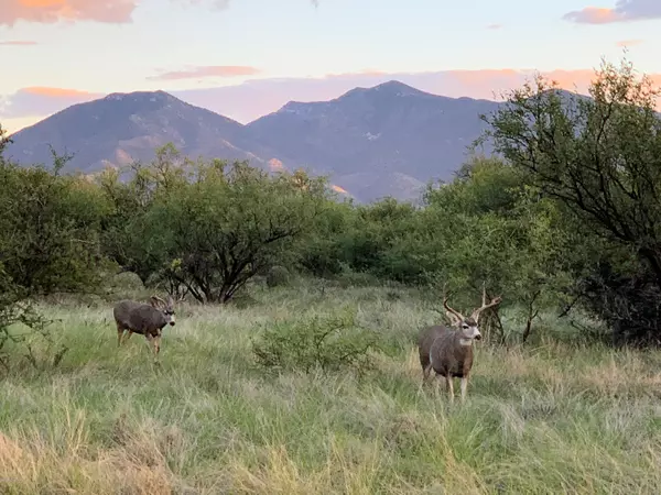 Benson, AZ 85602,W Thunder Pass Road #60