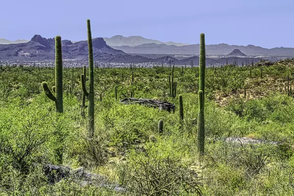 13670 N Hidden Rock Place #Lot 245, Marana, AZ 85658