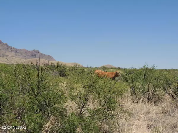 36.96ac E Blacktail Trail, Portal, AZ 85632