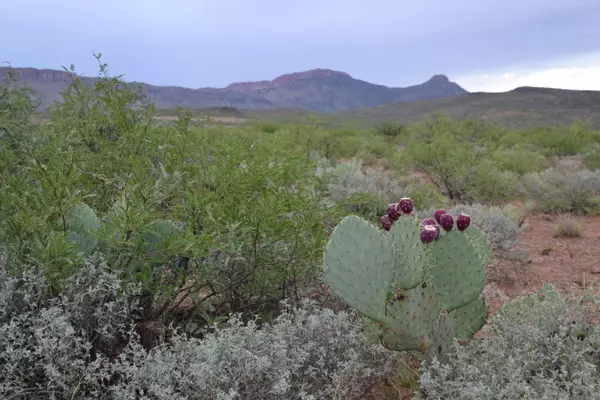 TBD Silver Creek Ranch  #7, Douglas, AZ 85607