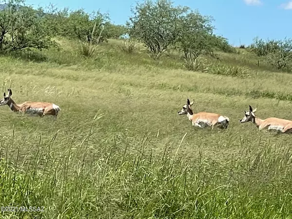 Sonoita, AZ 85637,TBD Wild Antelope  #11