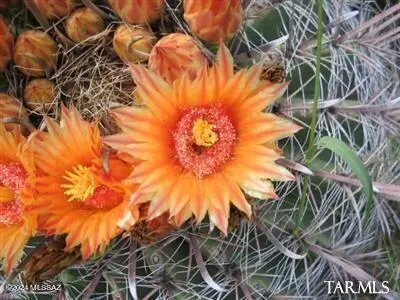 St. David, AZ 85630,E2 68 E Tom Jeffords  #LOT 68