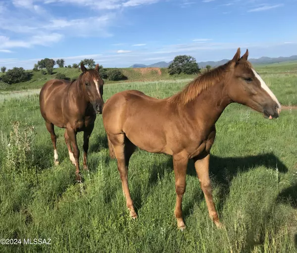 Patagonia, AZ 85624,TBD San Rafael Valley Road