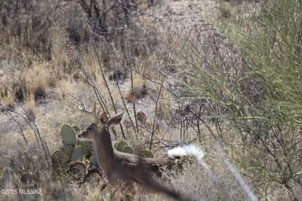 Tucson, AZ 85747,E Rincon Creek Ranch Road