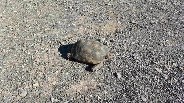 Marana, AZ 85653,17475 W Curtis Street #17