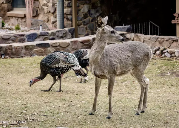 Hereford, AZ 85615,29 E Ramsey Canyon Road