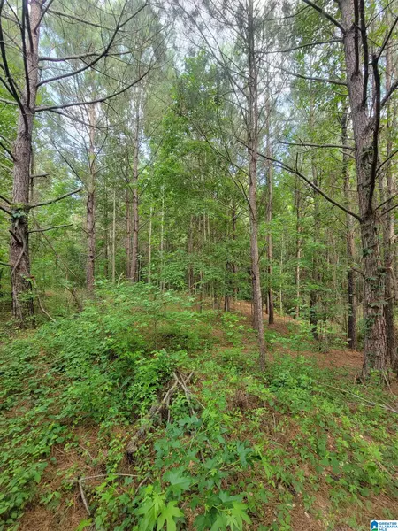 0 HIGHWAY 183 #1, Maplesville, AL 36750