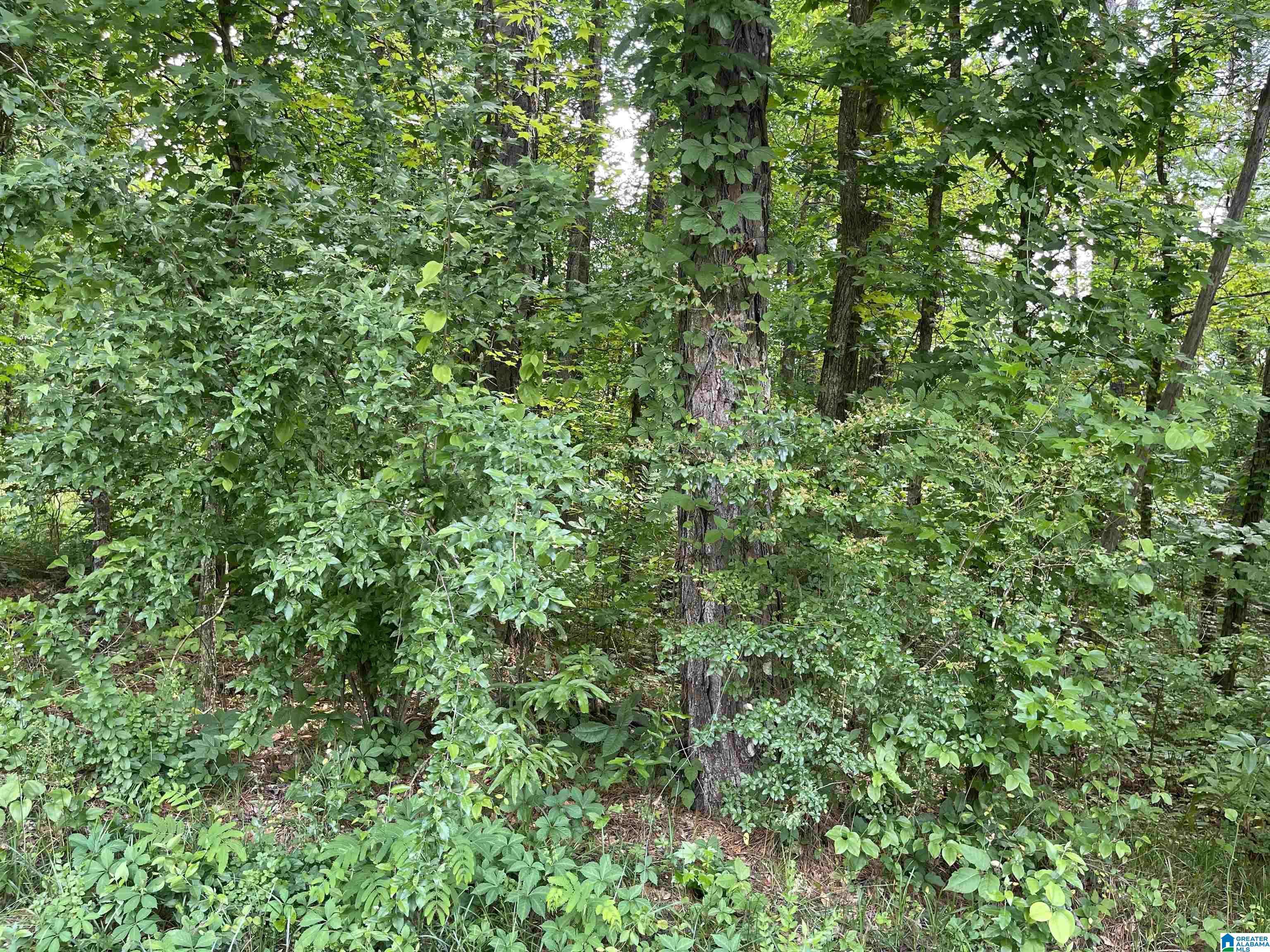 SPRINGHILL ROAD #Vacant, Alexander City, AL 35010