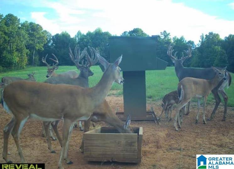 Marion, AL 36756,0 BURGER CURB #0