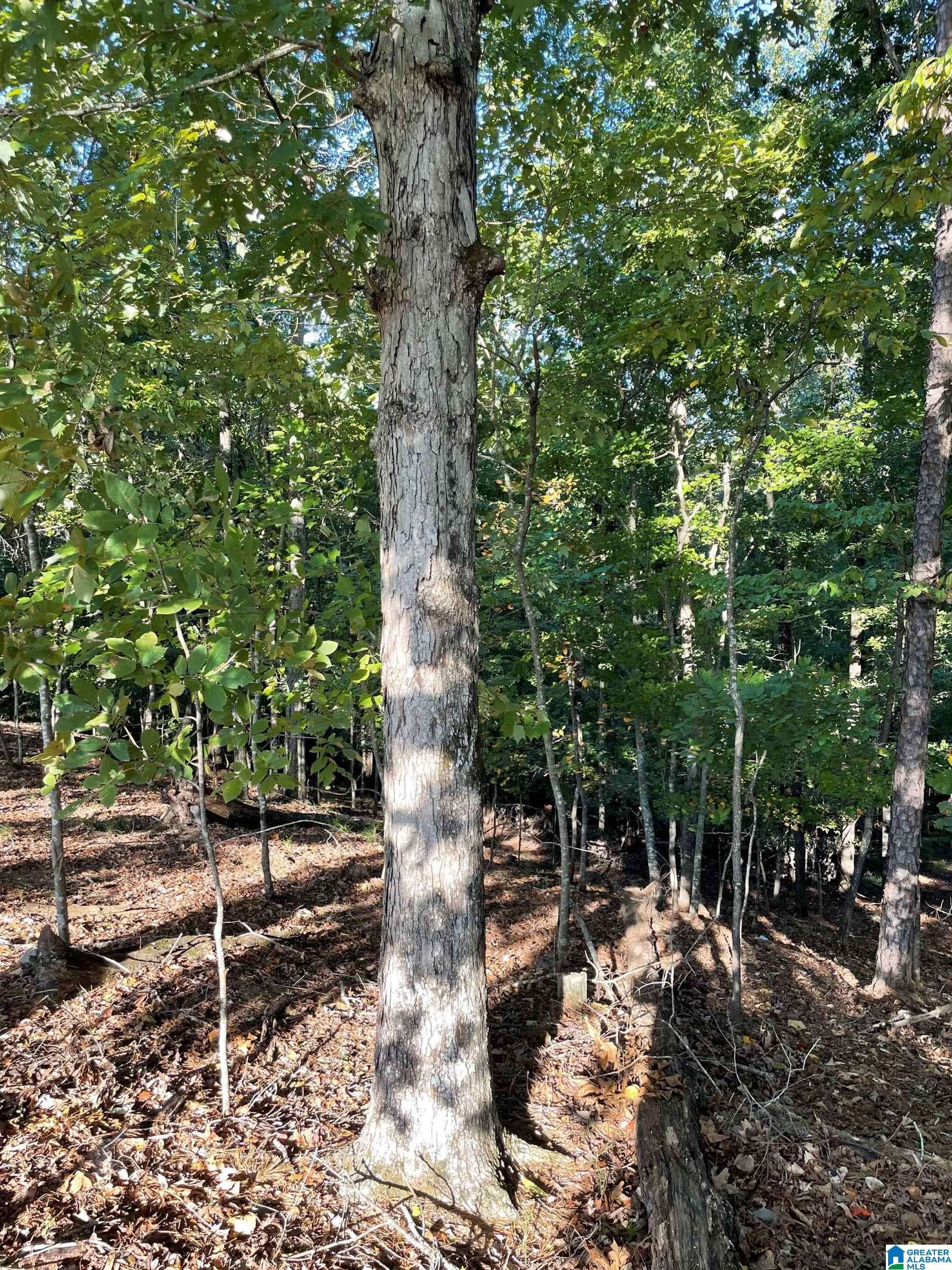 Hoover, AL 35244,451 HEATHERWOOD DRIVE #Lots 1 - 9