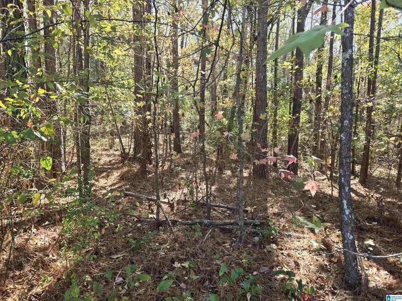 0 MAYNOR LANE #21, Oneonta, AL 35121