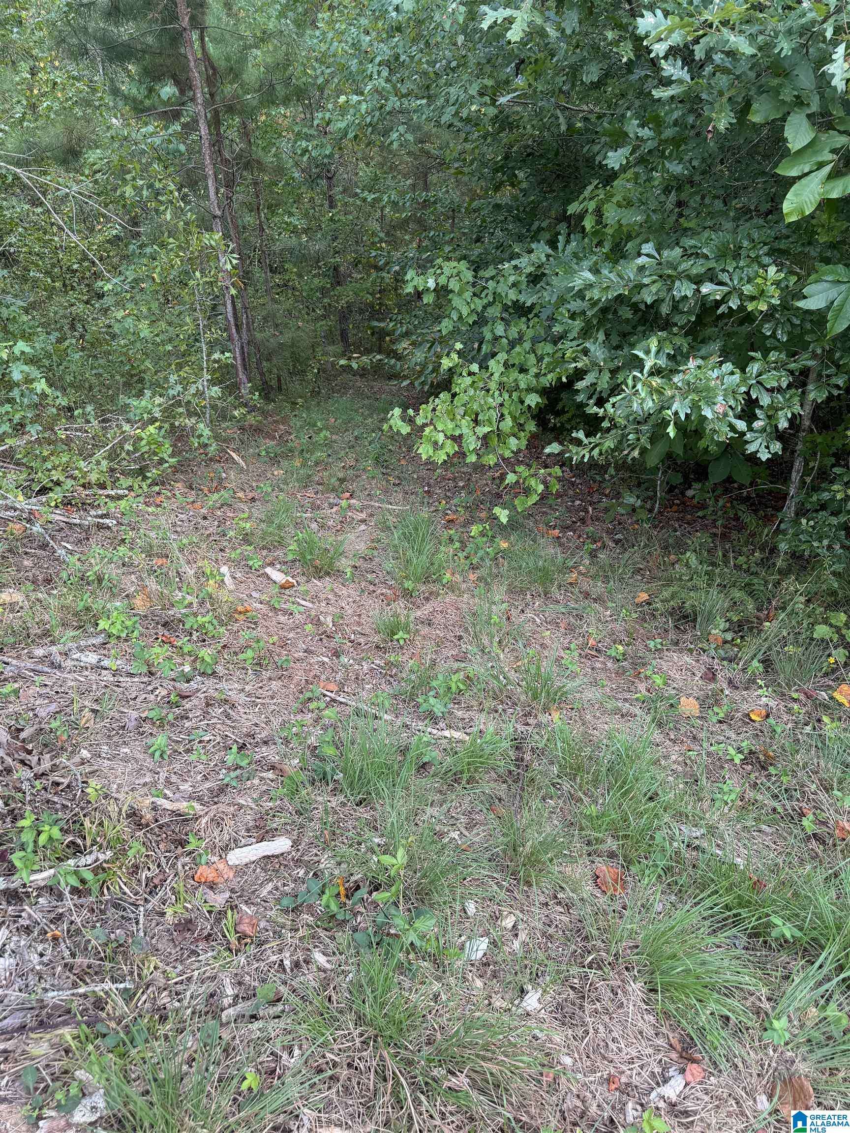 Muscadine, AL 36269,226 COUNTY ROAD 261 #0