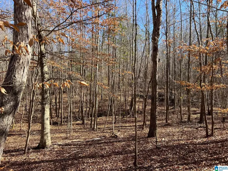 12 Acres COUNTY ROAD 487 #12 Acres +/-, Verbena, AL 36091