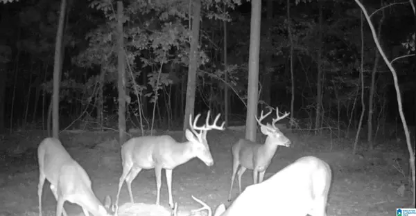 Lot 4 HIGHWAY 47 #Lot 4, Columbiana, AL 35051
