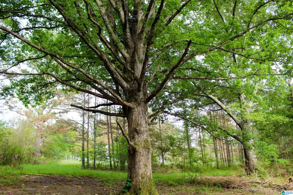 Houston, AL 35572,15325 COUNTY ROAD 63 #0