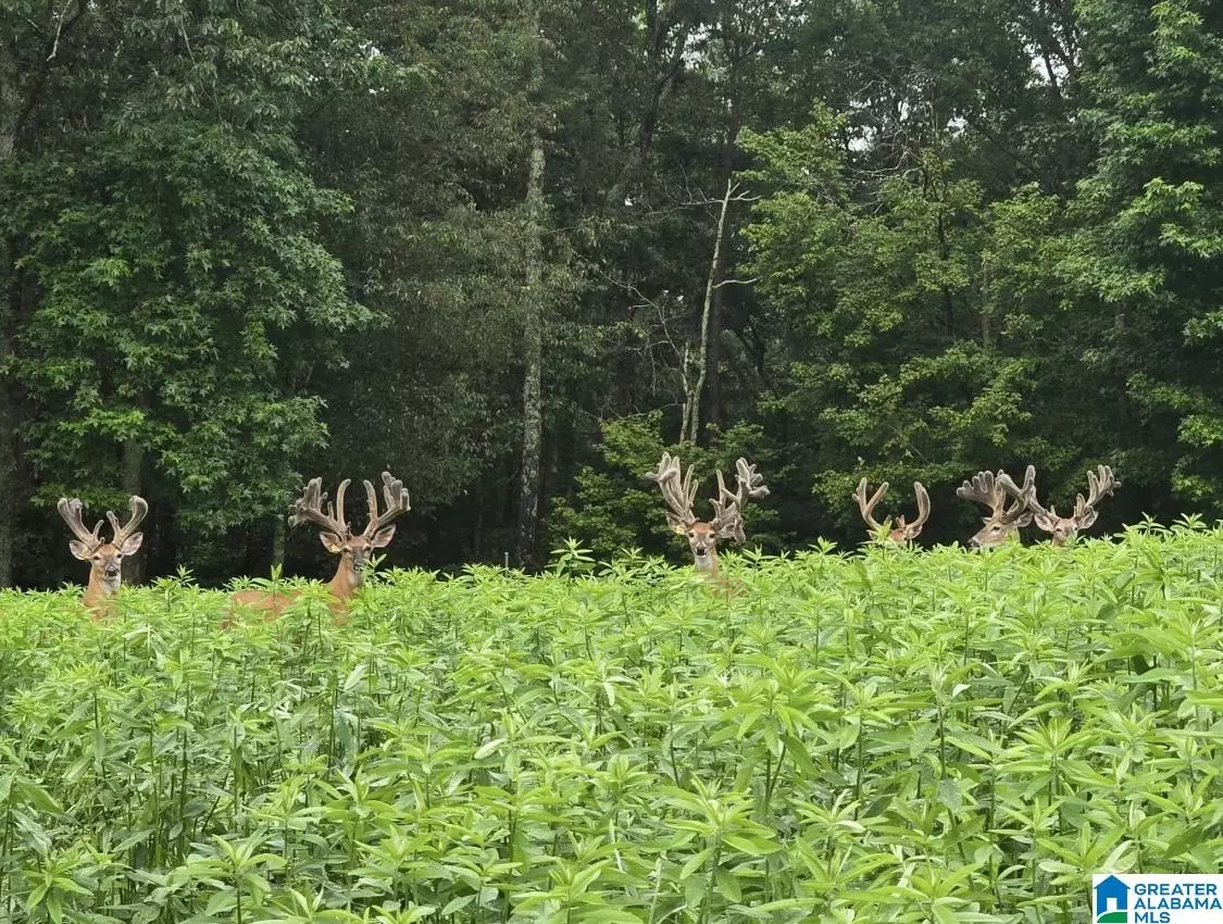 Hayden, AL 35079,0 GUINNS COVE ROAD #1