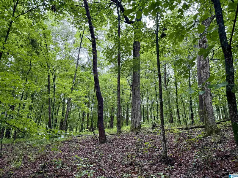 53756 HIGHWAY 25 #0, Vandiver, AL 35176