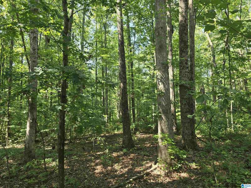 0000 COUNTY ROAD 31 #40, Lineville, AL 36266