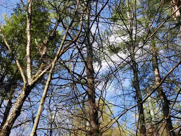 Wilmot, NH 03287,Laurel LN #2