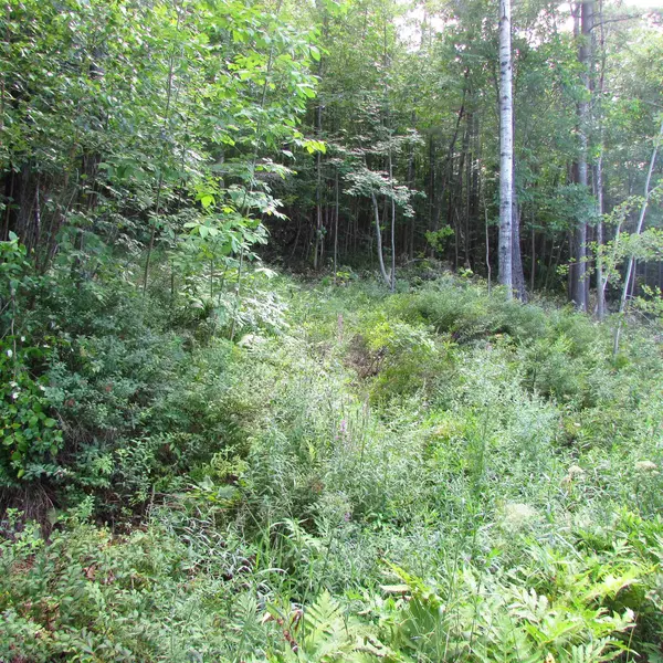 Littleton, NH 03561,00 South ST