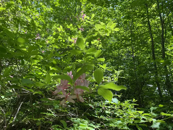 Dover, VT 05341,41 Rice Hill RD