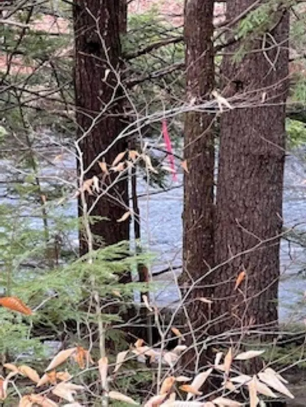 Webster, NH 03303,11-6 Clothespin Bridge RD