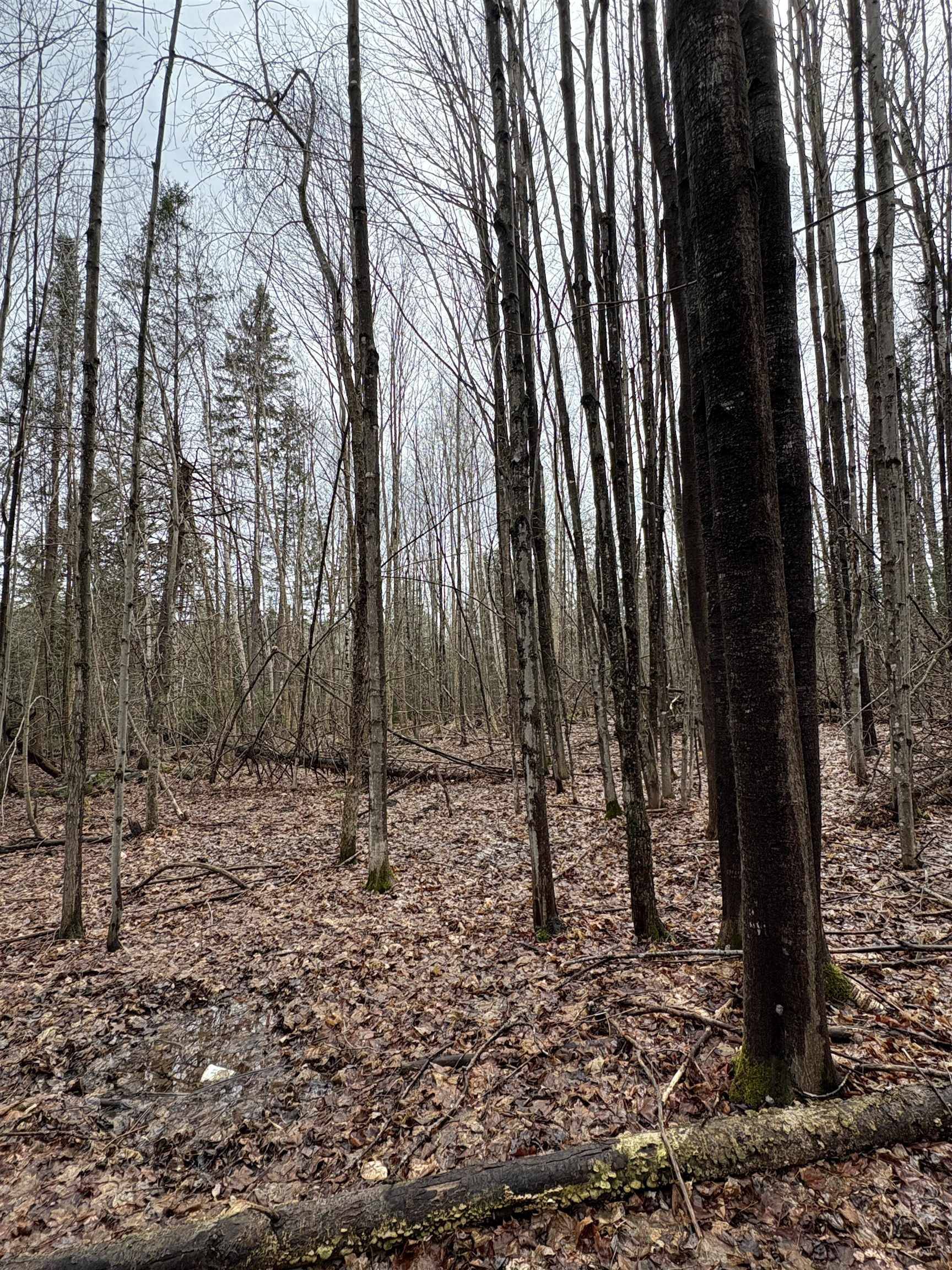 Danville, VT 05828,Partridge LN