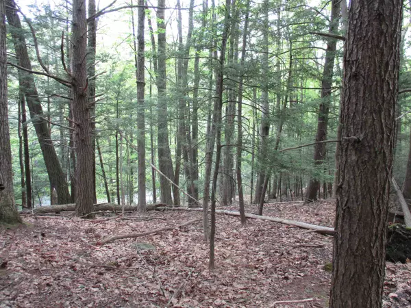 Goffstown, NH 03045,tbt Bog RD