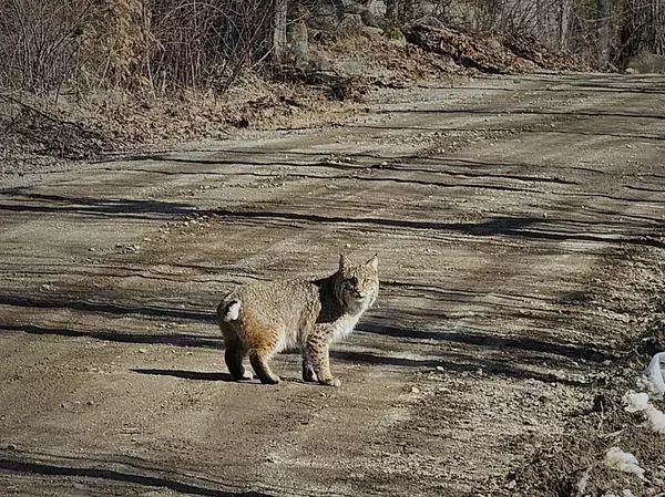 Hopkinton, NH 03229,113 Watchtower CIR