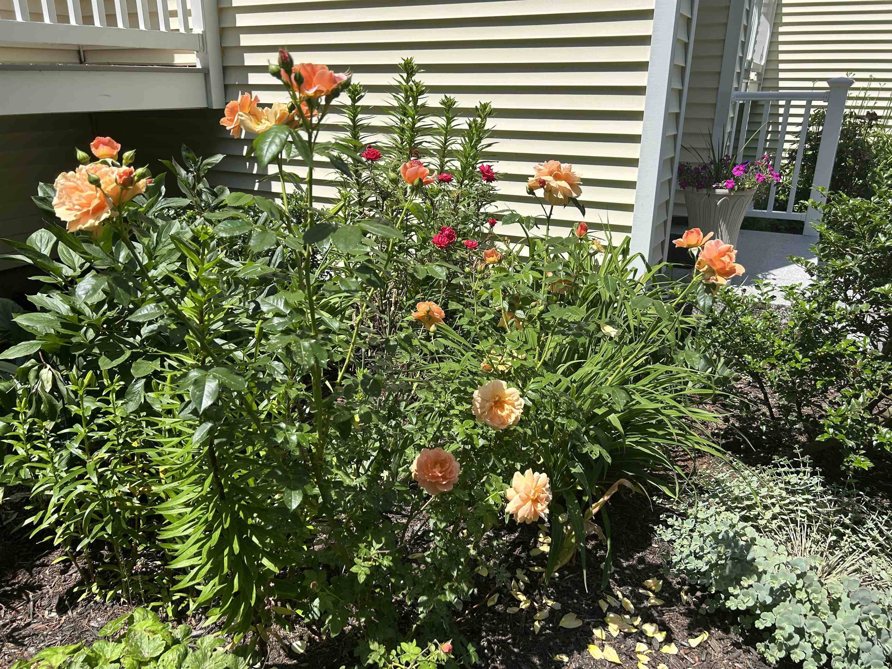 Exeter, NH 03833,46 Pine Meadow DR