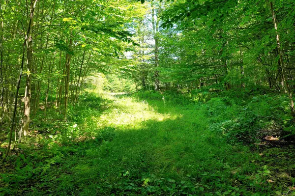 Rochester, VT 05767,1498 North Hollow RD