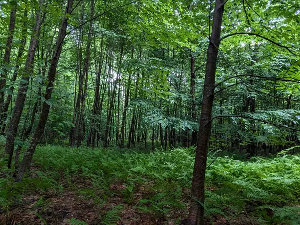 Newfane, VT 05351,0 Dover RD