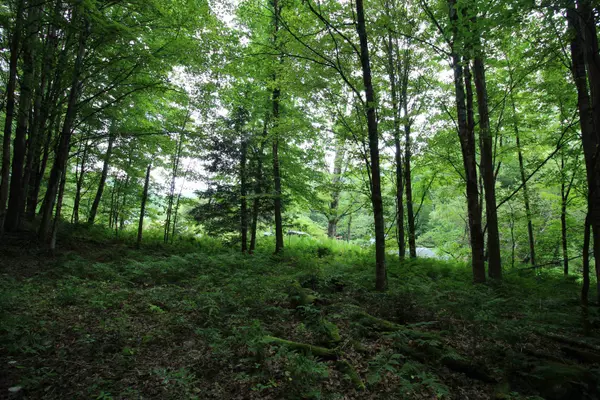Pittsfield, VT 05762,360 Liberty Hill RD