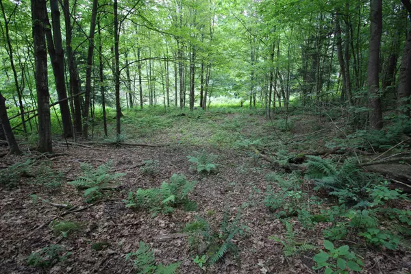 Pittsfield, VT 05762,360 Liberty Hill RD