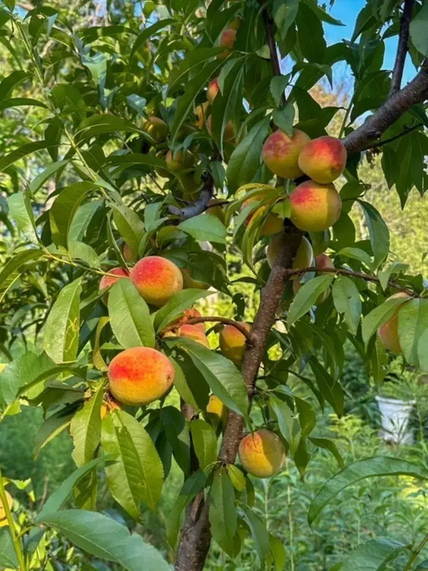 Tyngsborough, MA 01879,56 Frost RD