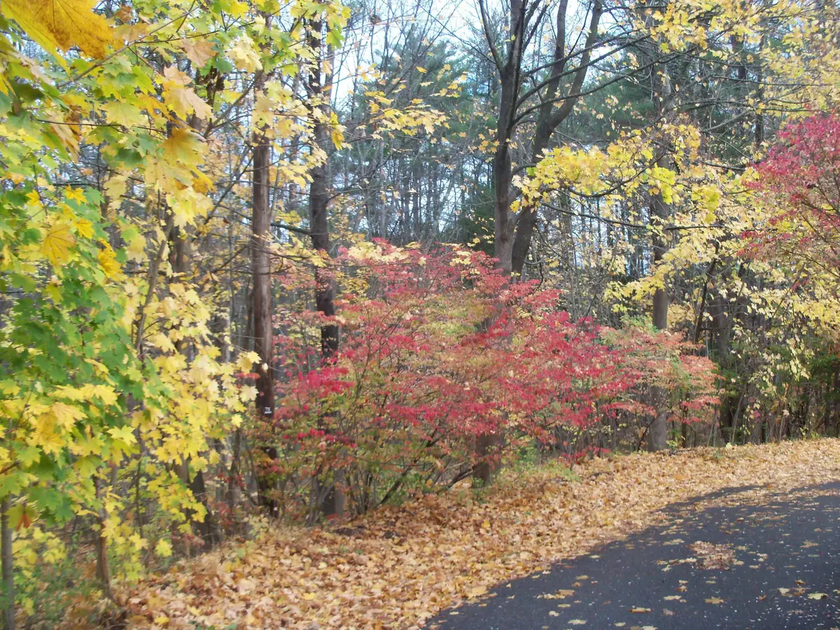 Laconia, NH 03246,Sanborn ST