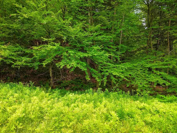 Springfield, VT 05156,341 Seavers Brook RD