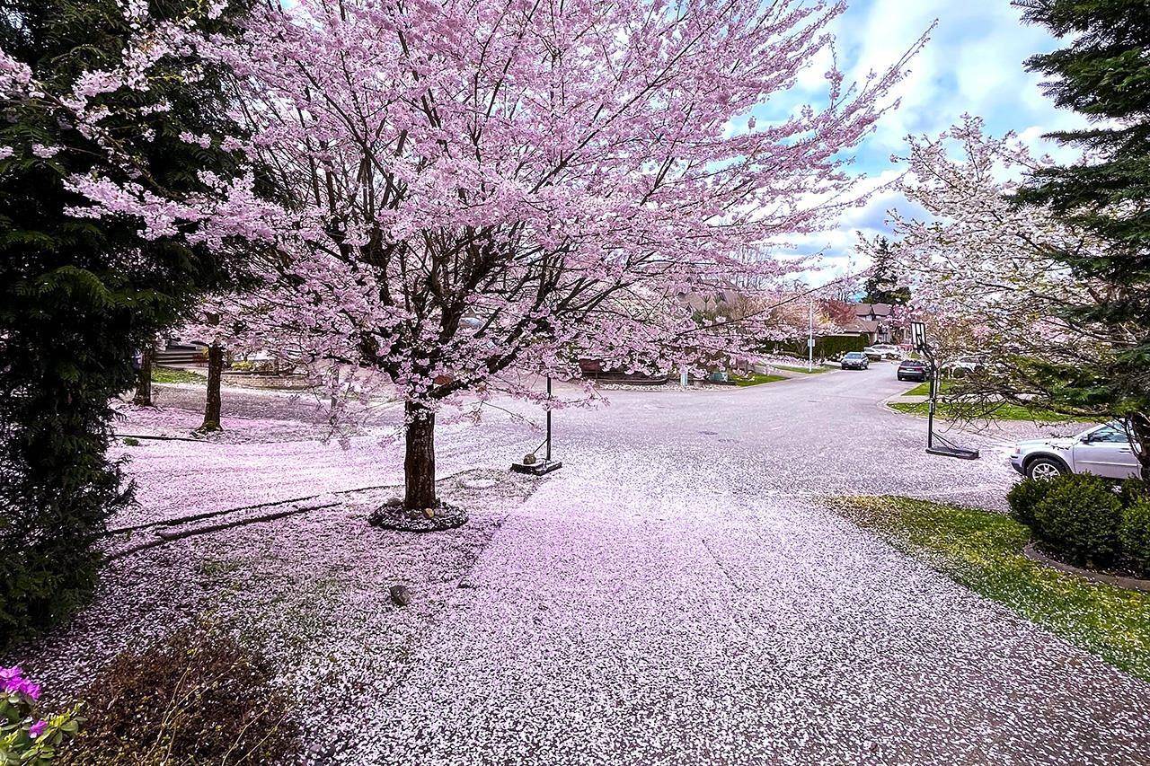 Surrey, BC V4N5H2,10258 167A STREET