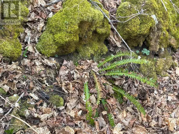 Northern Bruce Peninsula, ON N0H1W0,PT LT 9 CON 14 EBR PT 5 CONCESSION