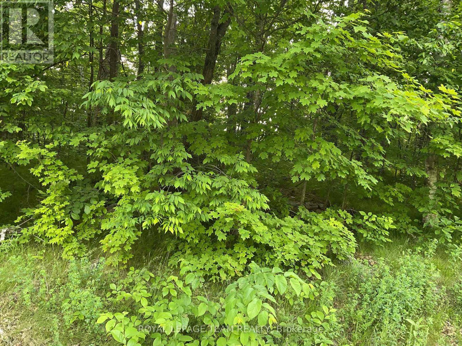 Lanark Highlands, ON K0G1K0,0 CTY RD 511 ROAD